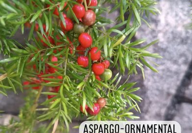 Aspargo-ornamental. Algumas pessoas perguntaram sobre na última semana, e achei …