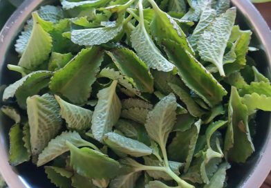 Colheita de hortelã-do-norte, hortelã-pimenta, malva-gorda e muitos outros nomes…