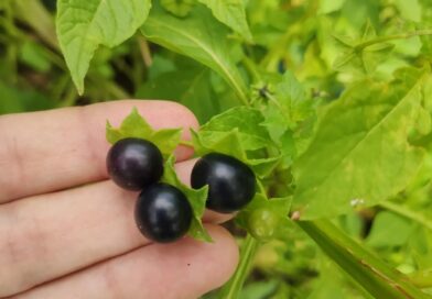 Um causo. No meu trabalho, sempre buscamos plantas diferentes e novidades para t…