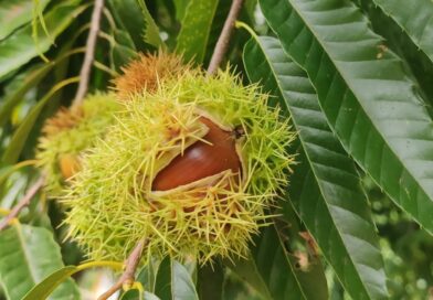 Época dela, a castanha portuguesa. Nativa das regiões temperadas do hemisfério n…