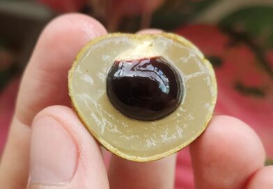 Perguntinha rápida para meu TCC : o que é, o que é? A resposta já está na próxim…