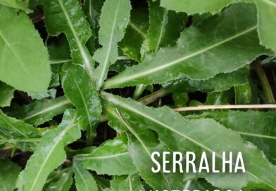 Tem uma planta que estou querendo saber a origem. Me conta se tem na sua cidade?…