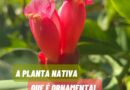 A cana-de-macaco, cana-do-brejo ou canarana (Costus spiralis) ocorre em grande parte do território brasileiro, nos biomas floresta amazônica, floresta atlântica e cerrado. É uma espécie multifuncional, com potencial ornamental, alimentício e medicinal. A infusão de suas folhas é utilizada na medicina popular para tratar diversas condições, como estimular a diurese e combater pedras nos rins. Suas folhas e flores podem ser utilizadas no preparo de saladas, geleias, mouses e sucos. E é uma planta nativa linda que pode ser utilizada nos jardins propiciando a reinserção de relações ecológicas.#plantas#florabrasileira#jardim#paisagismo#panc #pancnaveia