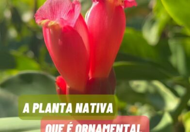 A cana-de-macaco, cana-do-brejo ou canarana (Costus spiralis) ocorre em grande parte do território brasileiro, nos biomas floresta amazônica, floresta atlântica e cerrado. É uma espécie multifuncional, com potencial ornamental, alimentício e medicinal. A infusão de suas folhas é utilizada na medicina popular para tratar diversas condições, como estimular a diurese e combater pedras nos rins. Suas folhas e flores podem ser utilizadas no preparo de saladas, geleias, mouses e sucos. E é uma planta nativa linda que pode ser utilizada nos jardins propiciando a reinserção de relações ecológicas.#plantas#florabrasileira#jardim#paisagismo#panc #pancnaveia