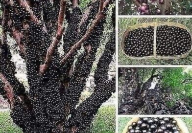 Árvore de Jabuticaba: Presente no Brasil, Argentina, Paraguai e Bolívia, o frut…