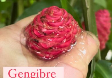 Voce já tinha ouvido falar no gengibre shampoo (Zingiber zerumbete)? De origem asiática, esse gengibre além de ornamental, é muito utilizado pelos povos havaianos e da polinésia como shampoo para os cabelos. Chamado por eles como Awapuhi.  Inclusive tem estudos de uma universidade na Florida comprovando as suas propriedades benéficas para a pele e cabelos.As longas inflorescências são verdes na fase inicial e adquirem uma coloração avermelhada muito decorativa. As pequenas flores amarelas são atrativas de beija-flores.A floração ocorre principalmente durante o verão, permanecendo na planta por mais de 30 dias. Vale a pena cultivar.#flores #plantas #jardim #jardinagem