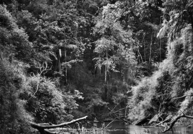 Território Indígena Suruwaha Amazonas, Brasil, 2017 © Sebastião Salgado