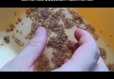 Algumas sementes são difíceis de secar. Elas podem ser muito pegajosas, pelo exc…