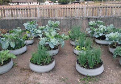 Olericultura Agroecológica – Fabiano Teixeira Jucá | Hotmart