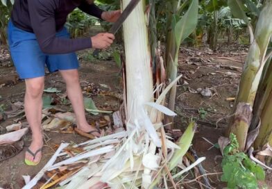 Pra quem não sabe como funciona! Cacho de banana dentro do pseudocaule! #aghro #banana #produtorrural