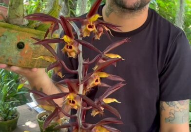 UMA ENGENHARIA DA MÃE NATUREZA!
.
Nesse vídeo compartilho com vocês como funciona o sistema de POLINIZAÇÃO dos CATASETUNS!
.
SUPER INTERESSANTE NÉ?!
.
Se você gostou desse vídeo não esquece de salvar e compartilhar com seus amigos.
.
.
.
.
.
.
.
.
.
.
.
.
#orchid #orquideas #catasetum #catasetinae #catasetumorchid #orquideaslindas #florabrasileira #curiosidades #jardim #garden #plantsofinstagram