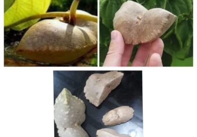 Alguém tem ? Procuro o CARÁ MOELA para comprar. Quero plantar aqui no sitio 
 Tm…