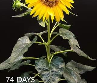 Sunflower time-lapse 83 days