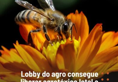 ????????Atendendo a um dos principais pleitos do lobby do agronegócio, uma decisão liminar (provisória) da Justiça Federal de Porto Alegre derrubou, no final de abril, uma medida do Ibama (Instituto Brasileiro do Meio Ambiente) que restringia o uso do tiametoxam, agrotóxico tido como letal para abelhas e banido na Europa desde 2018.
A Repórter Brasil identificou ao menos quatro ações judiciais em todo o país que, com textos similares e datas próximas, solicitam que a palavra final sobre o registro do inseticida fique a cargo do Ministério da Agricultura, Pecuária e Abastecimento (Mapa).
A batalha na Justiça é o mais recente capítulo de uma longa disputa entre setores do agro e o Ibama. Em fevereiro, o órgão ambiental federal impôs restrições ao uso do tiametoxam, por causa de evidências científicas sobre o risco de morte para abelhas, essenciais à polinização e à reprodução de diversas espécies de plantas.
Na avaliação de especialistas ouvidos pela Repórter Brasil, a decisão judicial dá munição aos ruralistas que defendem a Lei de Agrotóxicos, aprovada pelo Congresso Nacional em novembro do ano passado.
Originalmente, o PL 1.459/22, apelidado de “Pacote do Veneno”, conferia ao Ministério da Agricultura o poder de aprovação de novos produtos e de reanálises de agrotóxicos, caso do tiametoxam. Em dezembro, Lula vetou esse e mais 16 artigos da nova lei.
Logo no início do ano, porém, a bancada ruralista anunciou que derrubaria os vetos e a questão entrou no pacote de negociações que têm marcado a disputa de forças entre Legislativo e Executivo.
????Leia a reportagem completa em reporterbrasil.org.br | link na bio ????????Atendendo a um dos principais pleitos do lobby do agronegócio, uma decisão liminar (provisória) da Justiça Federal de Porto Alegre derrubou, no final de abril, uma medida do Ibama (Instituto Brasileiro do Meio Ambiente) que restringia o uso do tiametoxam, agrotóxico tido como letal para abelhas e banido na Europa desde 2018.
A Repórter Brasil identificou ao menos quatro ações judiciais em todo o país que, com textos similares e datas próximas, solicitam que a palavra final sobre o registro do inseticida fique a cargo do Ministério da Agricultura, Pecuária e Abastecimento (Mapa).
A batalha na Justiça é o mais recente capítulo de uma longa disputa entre setores do agro e o Ibama. Em fevereiro, o órgão ambiental federal impôs restrições ao uso do tiametoxam, por causa de evidências científicas sobre o risco de morte para abelhas, essenciais à polinização e à reprodução de diversas espécies de plantas.
Na avaliação de especialistas ouvidos pela Repórter Brasil, a decisão judicial dá munição aos ruralistas que defendem a Lei de Agrotóxicos, aprovada pelo Congresso Nacional em novembro do ano passado.
Originalmente, o PL 1.459/22, apelidado de “Pacote do Veneno”, conferia ao Ministério da Agricultura o poder de aprovação de novos produtos e de reanálises de agrotóxicos, caso do tiametoxam. Em dezembro, Lula vetou esse e mais 16 artigos da nova lei.
Logo no início do ano, porém, a bancada ruralista anunciou que derrubaria os vetos e a questão entrou no pacote de negociações que têm marcado a disputa de forças entre Legislativo e Executivo.
????Leia a reportagem completa em reporterbrasil.org.br | link na bio