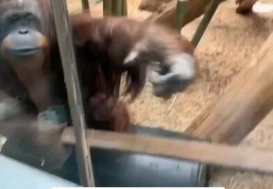 Que momento adorável e curioso! ???????? A reação do orangotango no Zoológico de Louisville, em Kentucky, ao bater no vidro de seu recinto para observar um recém-nascido é uma demonstração fascinante de curiosidade e conexão entre diferentes espécies. Mostra como os animais também podem ser intrigados e sensíveis a novidades ao seu redor. Uma cena memorável que nos lembra da maravilha e do encanto da vida selvagem! ????????

Crédito: Kayla Jaylen Natsis

Curta! Compartilhe! ????????‍????????‍???? 

 #OrangotangoCurioso #ConexãoEntreEspécies #NaturezaFascinante

Siga ???? @palavre_anndo