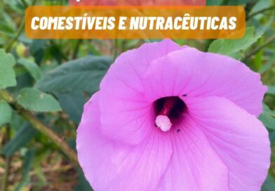 O nome científico dessa belezura nativa do Brasil é Hibiscus striatus.
#plantas 
#florabrasileira 
#jardim 
#paisagismo