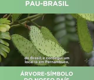 Hoje é o Dia do Pau-Brasil, data criada em 1978, ano em que a espécie foi instit…