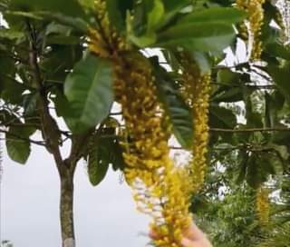Linda árvore nativa brasileira Linda árvore nativa brasileira