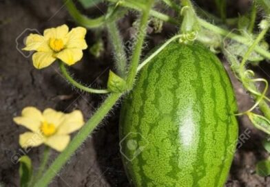 É linda a flor da Melancia né