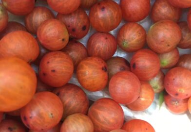 Like a #crawfish: o Cambuí-vermelho da Restinga do Rio de Janeiro. Mais uma desc…