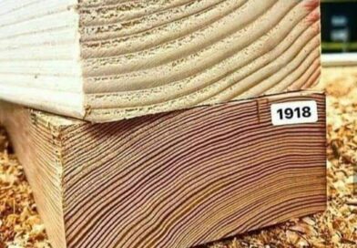 Comparação entre uma viga de madeira antiga (de um século atrás) e uma atual.
O …