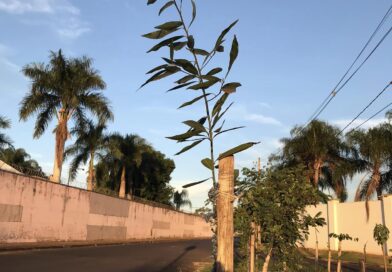 Plantio deste fim de semana: Nectandra megapotamica, popular “Canelinha”. Planta…