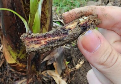 Banana com sintomas de nematóides. Tratamento com levedura,pudpureiciliym, pocho…