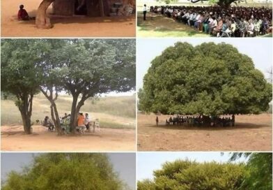 O valor de uma única árvore