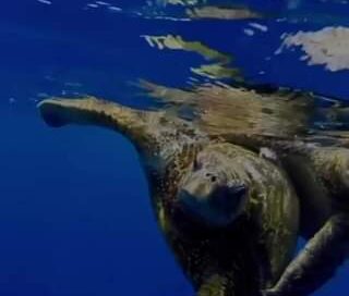 Poderia ser eu e você, Cremosa(a)!
 Mas além de não saber nadar, você não colabo…