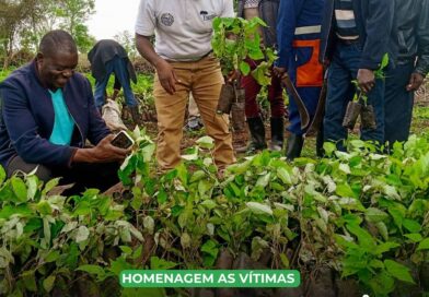 Em resposta direta aos desastres causados por recentes inundações, que culminaram na perda de 238 vidas, o governo do Quênia estabeleceu um novo feriado nacional. O dia 10 de maio agora será dedicado ao plantio de árvores, visando a recuperação ambiental e a prevenção de futuros desastres naturais. A iniciativa, que ocorrerá anualmente, simboliza uma robusta estratégia de resiliência climática e presta homenagem às vítimas dos recentes eventos climáticos extremos.

O país enfrentou devastadoras inundações, intensificadas pelas mudanças climáticas, que não apenas causaram perdas humanas significativas, mas também danificaram infraestruturas e deslocaram milhares de pessoas. O feriado de plantio de árvores se alinha com os esforços nacionais para fortalecer a cobertura florestal do Quênia e sua capacidade de mitigar os efeitos dos eventos climáticos extremos.

O Presidente William Ruto proclamou o feriado como um dia de ação, onde cada cidadão é incentivado a plantar pelo menos 50 mudas de árvores. Essa ação coletiva visa aumentar significativamente a cobertura florestal do país, essencial para absorver o carbono atmosférico e reduzir a ocorrência de inundações.

O governo facilitará a distribuição de mudas de árvores em todo o país, garantindo que comunidades, escolas e organizações possam participar ativamente do dia. Estratégias de longo prazo incluem educação ambiental contínua e campanhas de conscientização para sustentar o engajamento comunitário e garantir que o verde se torne uma parte integral do desenvolvimento urbano e rural.

Espera-se que a iniciativa não apenas restaure áreas ambientais degradadas, mas também cultive uma consciência ecológica mais profunda entre os quenianos. A longo prazo, o aumento da cobertura florestal ajudará a regular o clima local, reduzir as temperaturas extremas e melhorar a biodiversidade, contribuindo para um futuro mais sustentável e resiliente para o país.

Como você acha que iniciativas como essa podem transformar a relação da comunidade com o meio ambiente?

#sustentabilidade #meioambiente #natureza #asg #esg #eco #ecologia