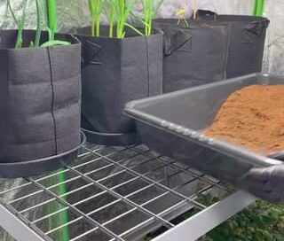 ASMR seed starting tomatoes #gardeningtips #asmrsounds #asmrvideo #tomato
Sement…