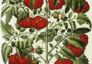 No final de 1700, uma grande porcentagem de europeus temia o tomate !!! 

Um ape…