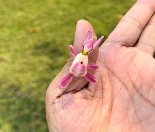 “Walking Orchids”
 If it didn’t move around, you’d think it was a beautiful #flo…