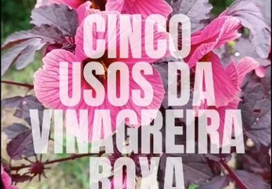 A vinagreira-roxa é uma das PANC mais bonitas. E o melhor de tudo, já nasce temperada.

Ela forma um arbusto de folhas recortadas, cor-de-vinho, e no outono se enche de flores.

As folhas são usadas em saladas, sucos, chás, e onde sua imaginação mandar.

Ela pode ser usada, além do paisagismo, como cerca-viva. Ela gosta de sol pleno, solos bem drenados e com boa fertilidade. Tolera secas eventuais depois de estabelecida e responde MUITO bem a podas. Quanto mais podada, mais fechada e ramificada.

Nutricionalmente, ela tem muita fibra, proteína, minerais como ferro e zinco, além de antioxidantes. É tônica do sistema circulatório, diurética, antiinflamatória e digestiva.

Ela pega fácil de galhos e estacas. Se desenvolve bem em locais sem geada, AMA calor.

É uma das PANC indispensáveis para qualquer jardim ou horta biodiversa.

Conhecia essa PANC maravilhosa?

Nome científico: Hibiscus acetosella