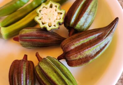 Quiabo-estrela, quiabo-da-seca, quiabo-chinês e tororo aoi, no Japão. Seu nome c…