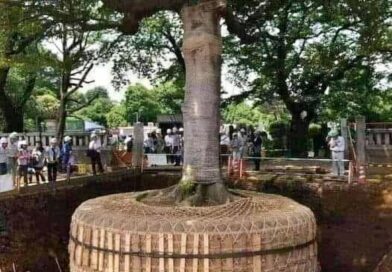 Árvore de 165 anos, pronta para transplante no Japão. 
No Japão, quando uma árvo…