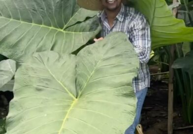 BARRA DE SÃO FRANCISCO ES:TBT hoje é dia de rever essa matéria da floresta gigante de taioba .