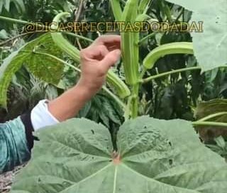 Aprenda produzir quiabos gigantes sem endurecer com essa simples dica!