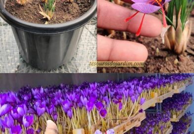 **Cultivando Açafrão em Vasos em Casa** 

O açafrão, conhecido cientificamente …