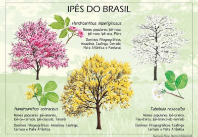 Variedades de Ipês no Brasil .