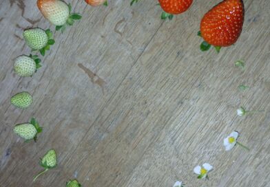 Ciclo de desenvolvimento do morango