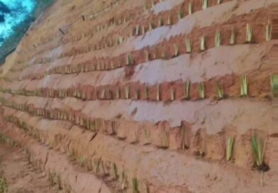As barreiras formadas pelo vetiver controlam a velocidade de escoamento da água na superfície do terreno e suas raízes, resistentes e profundas, ajudam na estabilização do solo, prevenindo deslizamentos cujos planos de instabilidade sejam inferiores a dois metros.

Compartilhe para que seja implantado em nosso estado!