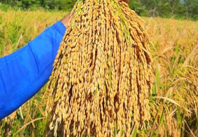 No interior do Ceará,  a colheita do arroz continua a todo vapor !