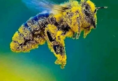 Para produzir um único quilo de mel, uma abelha operária deve realizar um trabal…