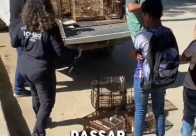 No dia 23 de maio, em Tinguá, vivenciamos um momento especial: mais de 30 pássaros de diversas espécies foram soltos, ganhando a liberdade que merecem. 

Todas as gaiolas foram quebradas, simbolizando a destruição das correntes que os mantinham presos. 

Este ato representa um novo começo para esses animais, que agora podem voar livremente,  viver em seu habitat natural e cumprir sua função ecológica. ????????️ 

#Liberdade #Tinguá #nature #protecaoanimal