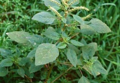 FATO INTERESSANTE!
Alguém viu essa planta?
O caruru: O super alimento e oxigenan…
