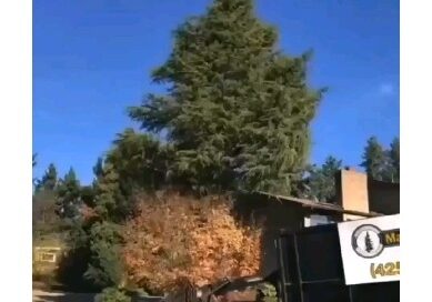 Algumas espécies de pinheiros podem produzir milhões de grãos de polén durante a estação polinizadora! O polén contém os gametas masculinos das plantas e é transferido para os órgãos reprodutivos femininos das plantas, como estigmas, para fertilização.