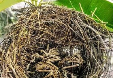 .
 Vou deixar um recado para aqueles que matam por crueldade ou capturam passari…