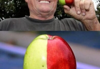 Duplo prazer para o agricultor.
Ken Morrish de 72 anos, encontrou esta maçã na s…