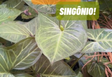 Existem duas espécies de Singônio mais utilizadas no Brasil, Syngonium Podophyllum e S. angustatum. Elas são morfologicamente muito parecidas entre si e de difícil distinção. O REFLORA e o Jardim Botânico de Kew divergem quanto à natividade dessas espécies no território nacional. Entretanto, mesmo que eventualmente alguma delas seja nativa do Brasil, elas mantêm seu imenso potencial invasor e competidor, não devendo ser introduzidas na natureza.

Por fim, uma característica que chama a atenção no singônio é sua hererofilia temporal, ou seja, quando jovem, apresenta folhas sagitadas com a parte central mais clara; e quando se torna mais maduro e trepa em um suporte, as folhas se tornam escuras e divididas, chegando a parecer outra espécie.
#plantas
#florabrasileira
#jardim
#paisagismo
